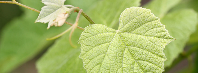 Close up of a vine